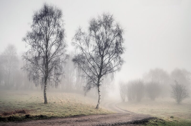 Two Birch Trees in Fog