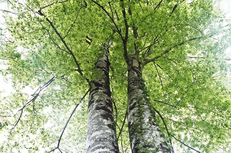 Two Birch Trees