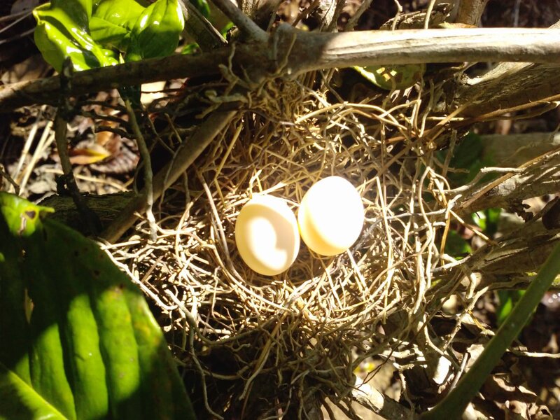 Two Bird Eggs in Nest