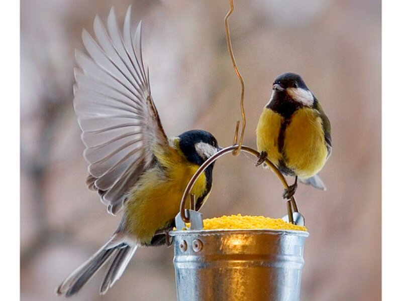 Two birds at a feeder