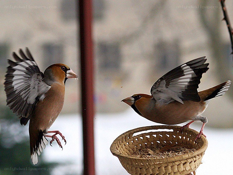 Two birds at a feeder