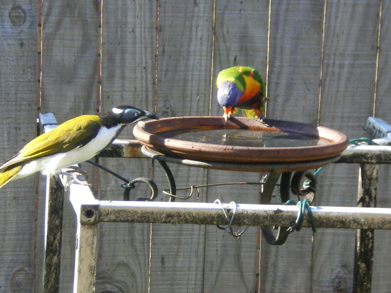 Two Birds at Birdbath