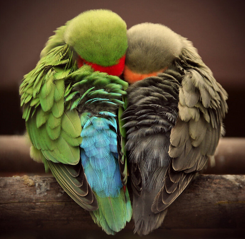 two birds cuddling