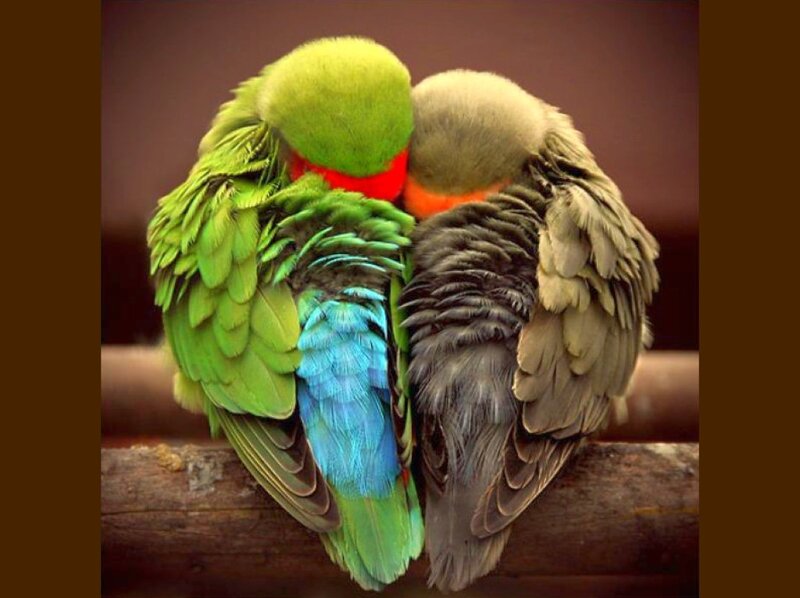 Two birds cuddling