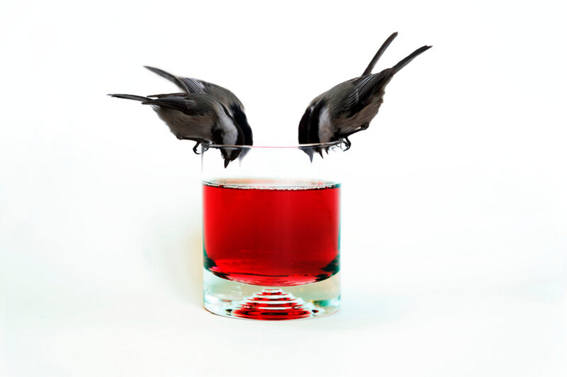 Two Birds Drinking from Glass