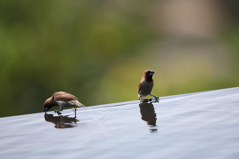 Two Birds Drinking Water