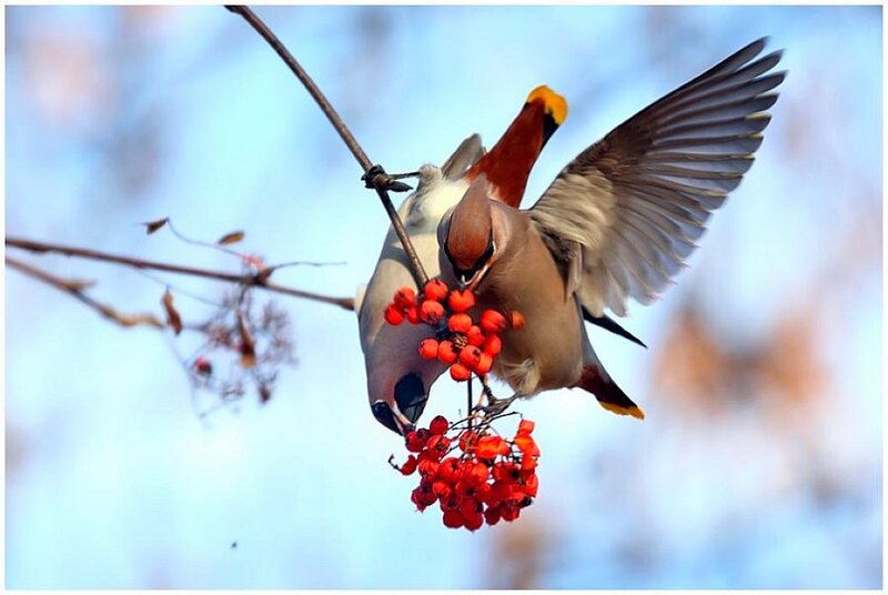 Two Birds Eating Berries — Red