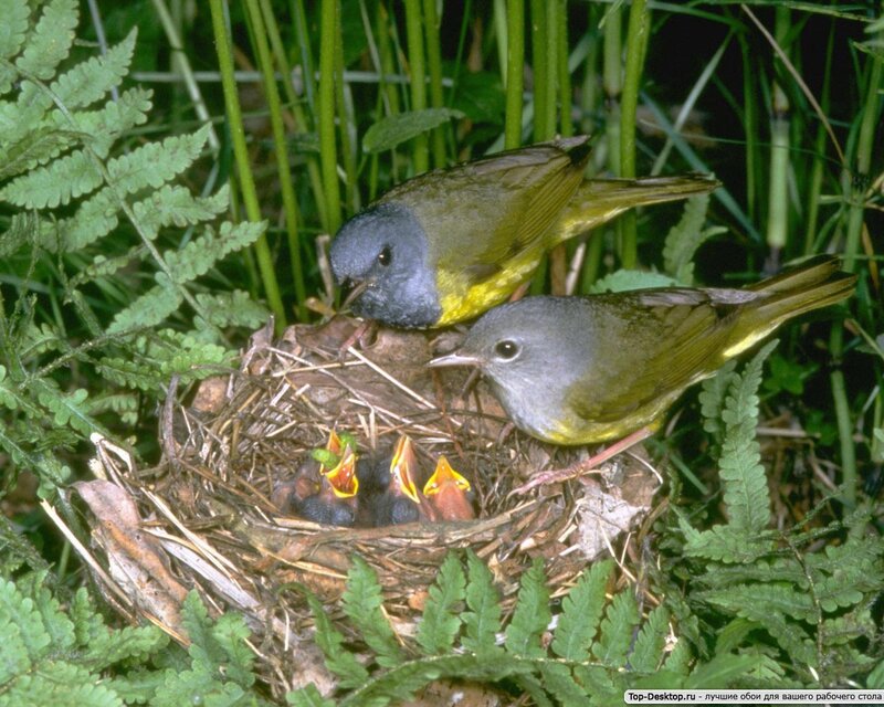 Two Birds Feeding Chicks — Green