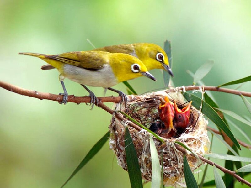 Two Birds Feeding Chicks