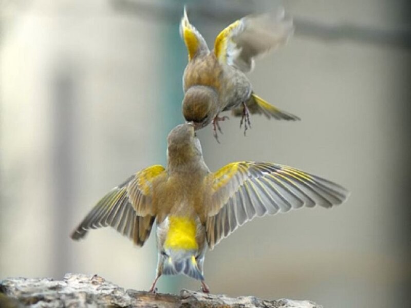 Two Birds Fighting — Brown, Dynamic