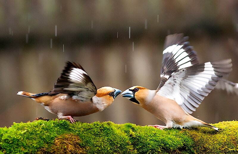 Two Birds Fighting — Green