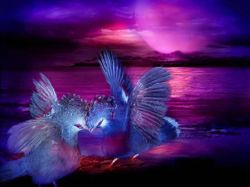 Two Birds Fighting — Purple
