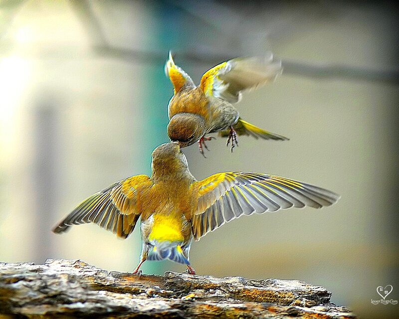 Two Birds Fighting