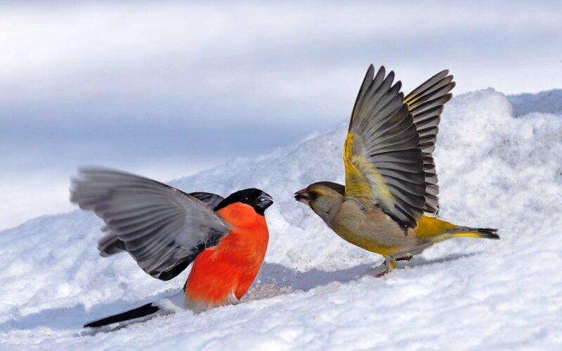 Two Birds Fighting — White