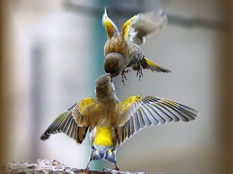 Two Birds Fighting — Yellow, Dynamic