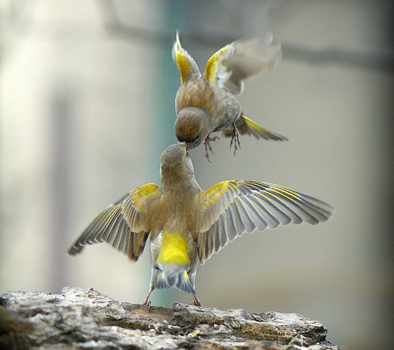 Two Birds Fighting — Yellow