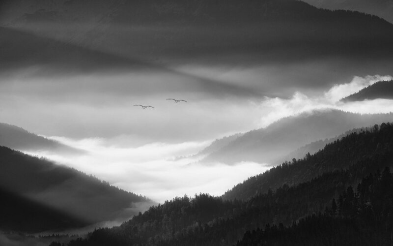 Two Birds Flying — Black