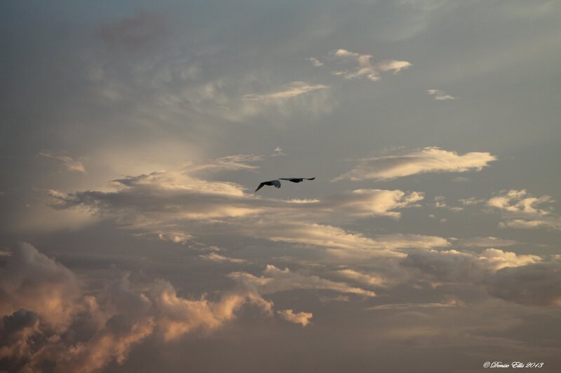 Two Birds Flying — Gray, Serene