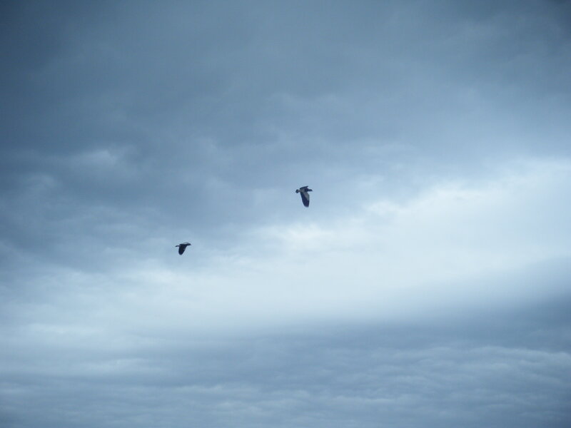 Two birds flying in a cloudy sky
