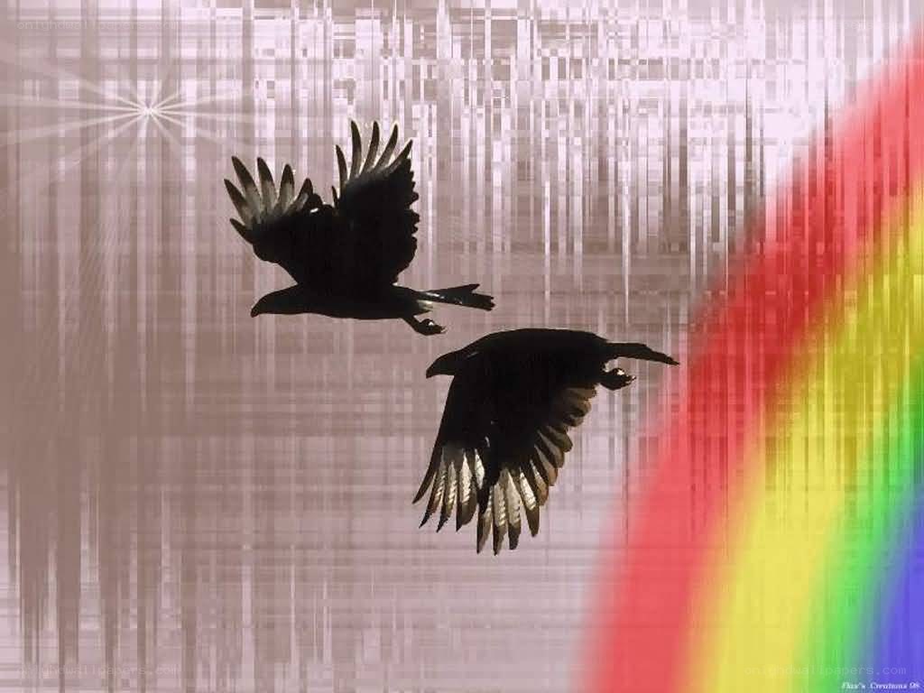 Two birds flying in silhouette