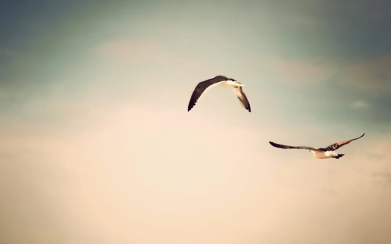 two birds flying in sky