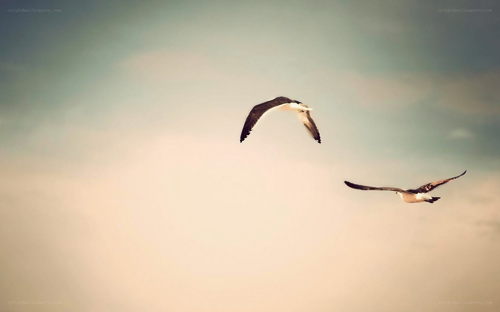 two birds flying in sky