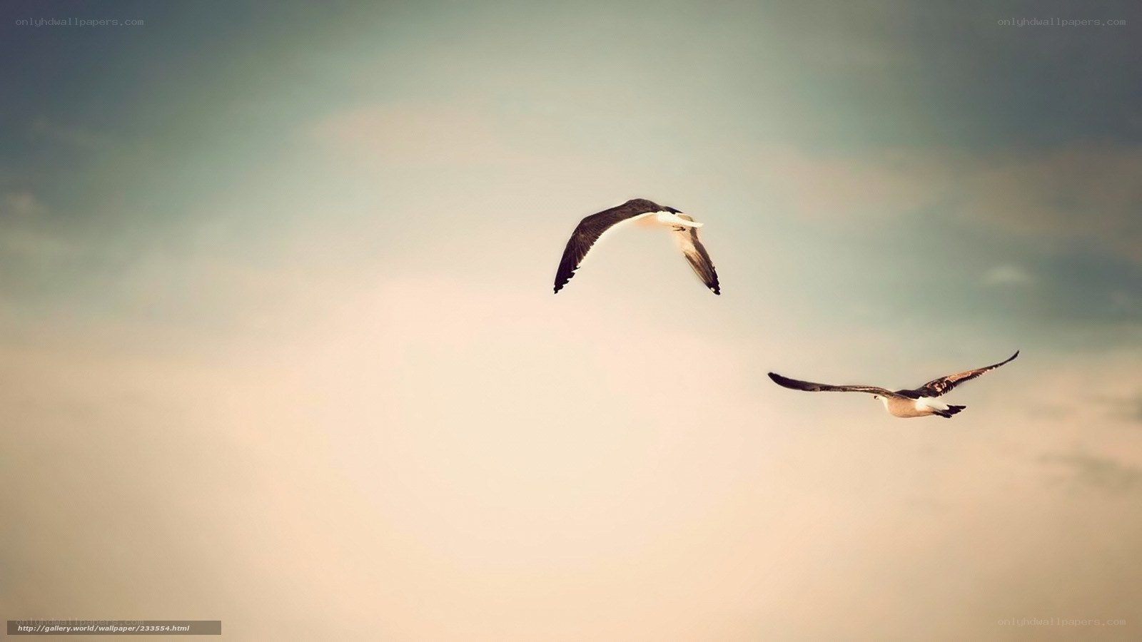 two birds flying in sky