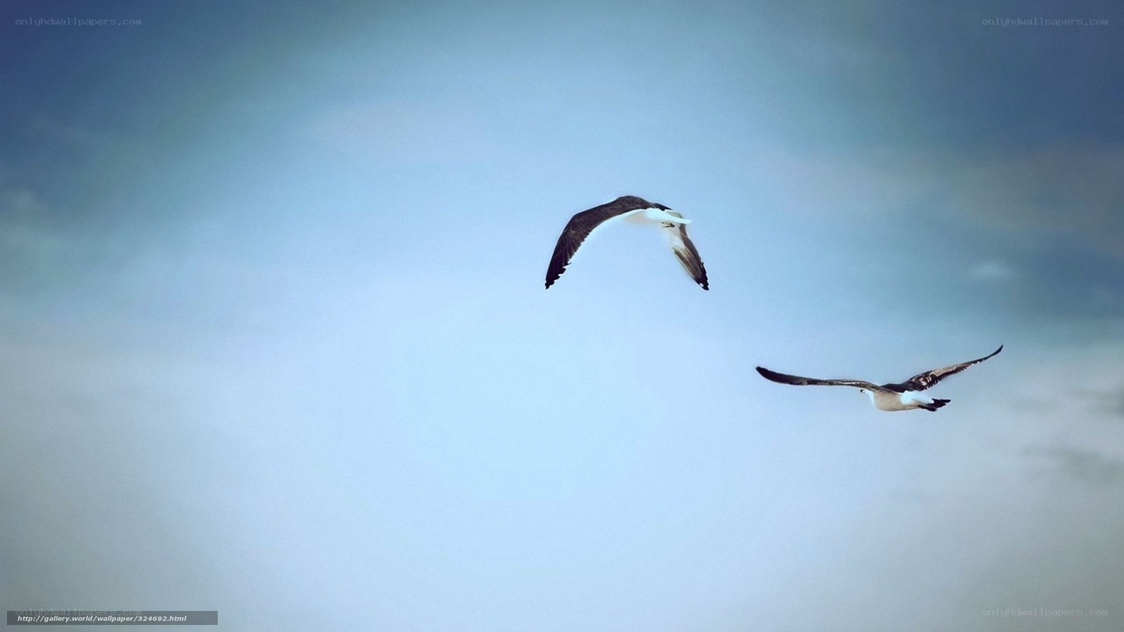 Two birds flying in the sky