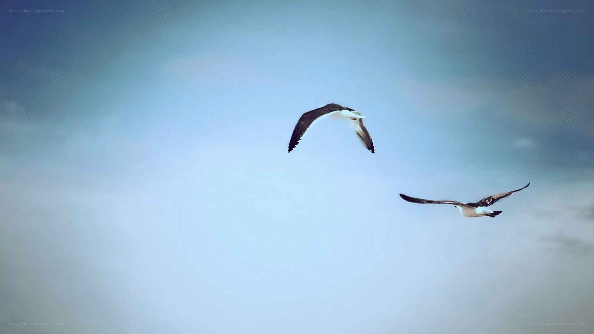 Two birds flying in the sky