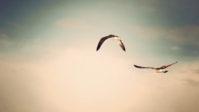 Two birds flying in the sky