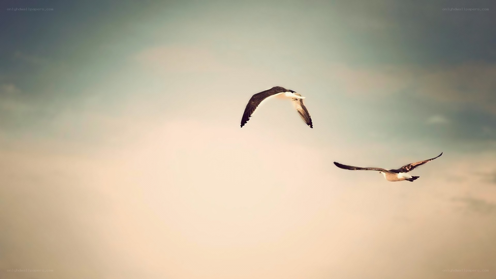 Two birds flying in the sky