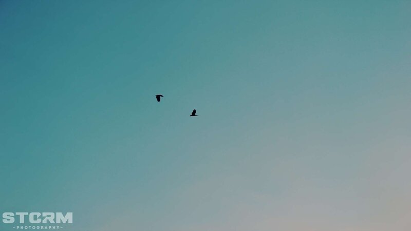Two birds flying in the sky