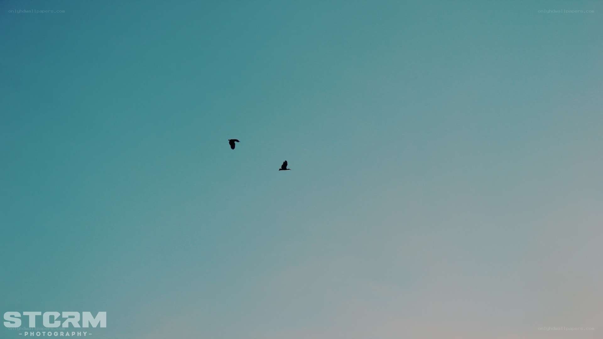 Two birds flying in the sky