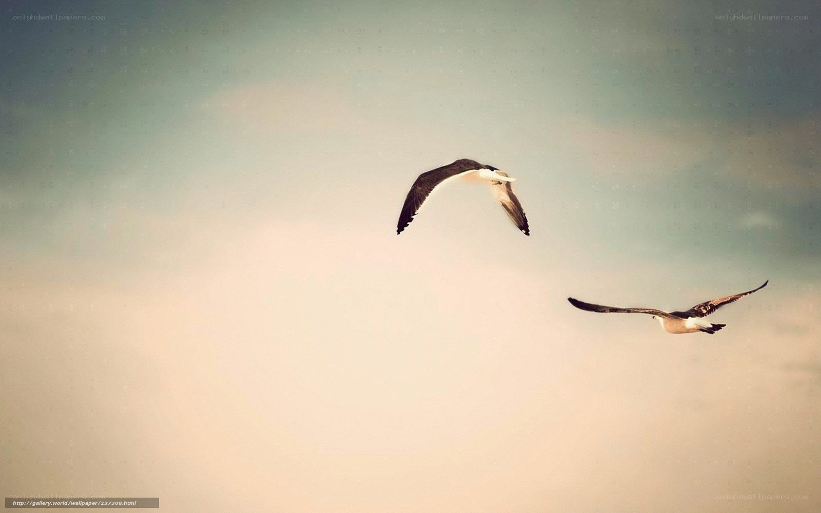 Two birds flying in the sky