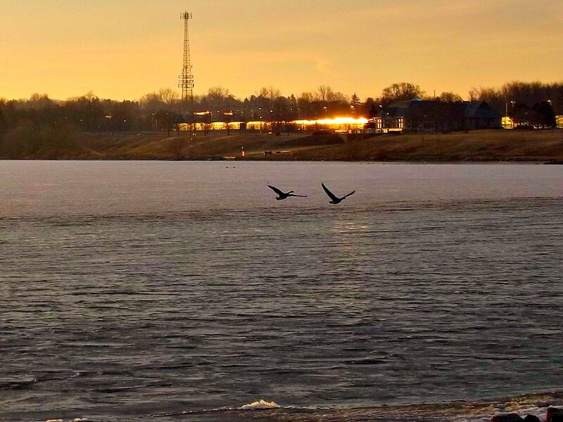 Two Birds Flying — Orange, Serene