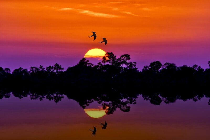 Two Birds Flying — Orange