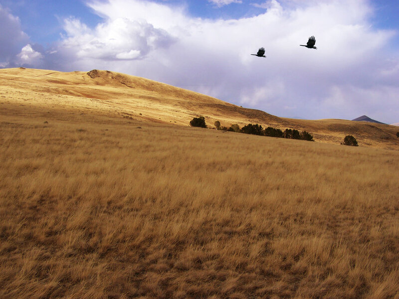 Two Birds Flying over Hills