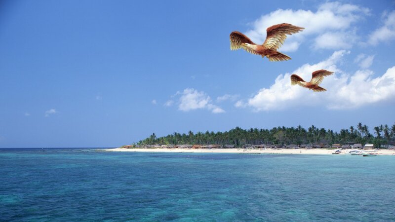 Two Birds Flying over Island