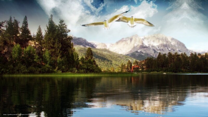 Two Birds Flying over Lake — Blue, Serene, Afternoon, Photograph, Mountains