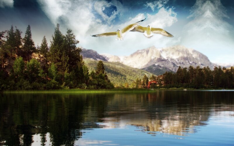 Two Birds Flying over Lake — Blue