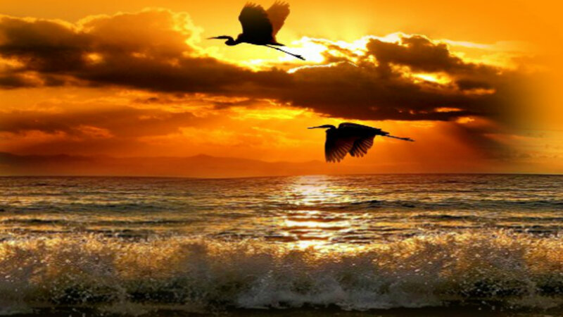 Two Birds Flying over Ocean — Orange