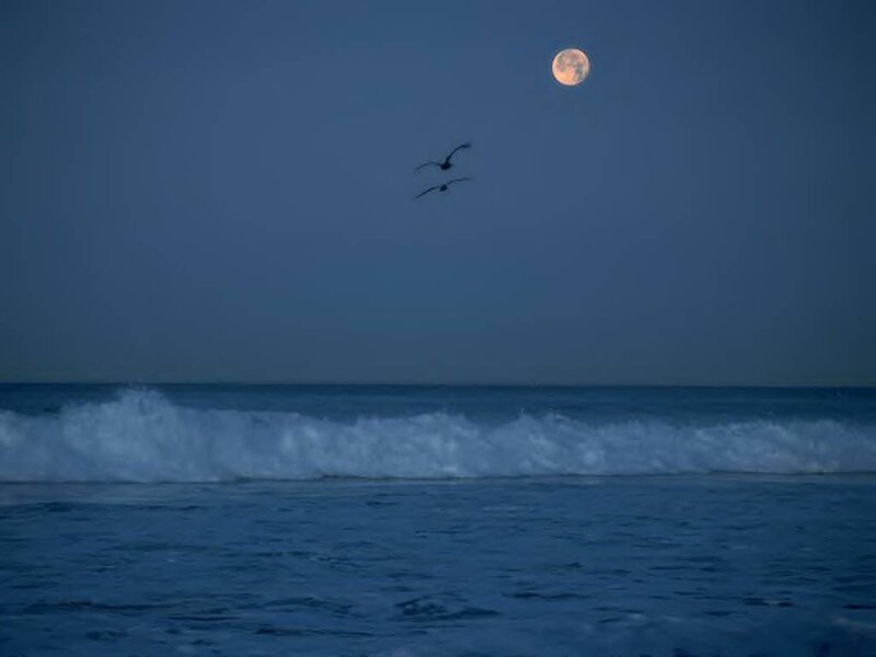Two Birds Flying over Ocean