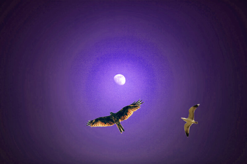 Two Birds Flying — Purple