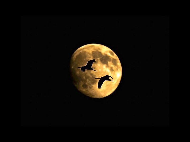 Two Birds Flying