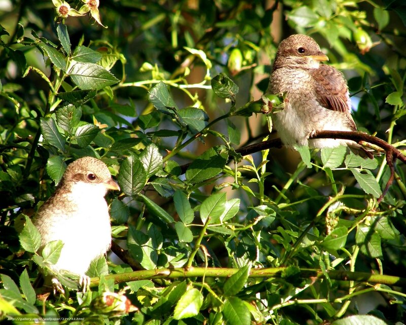 Two birds in a bush