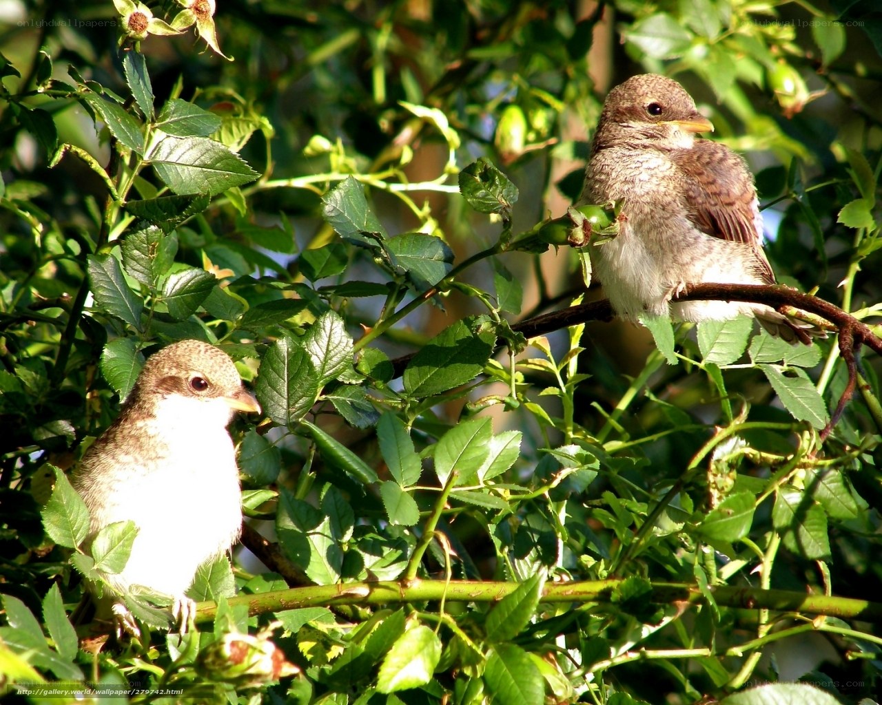 Two birds in a bush