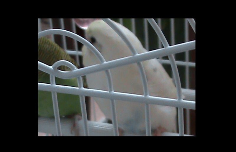 two birds in a cage