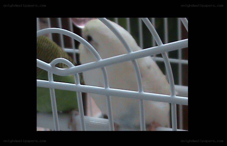 two birds in a cage