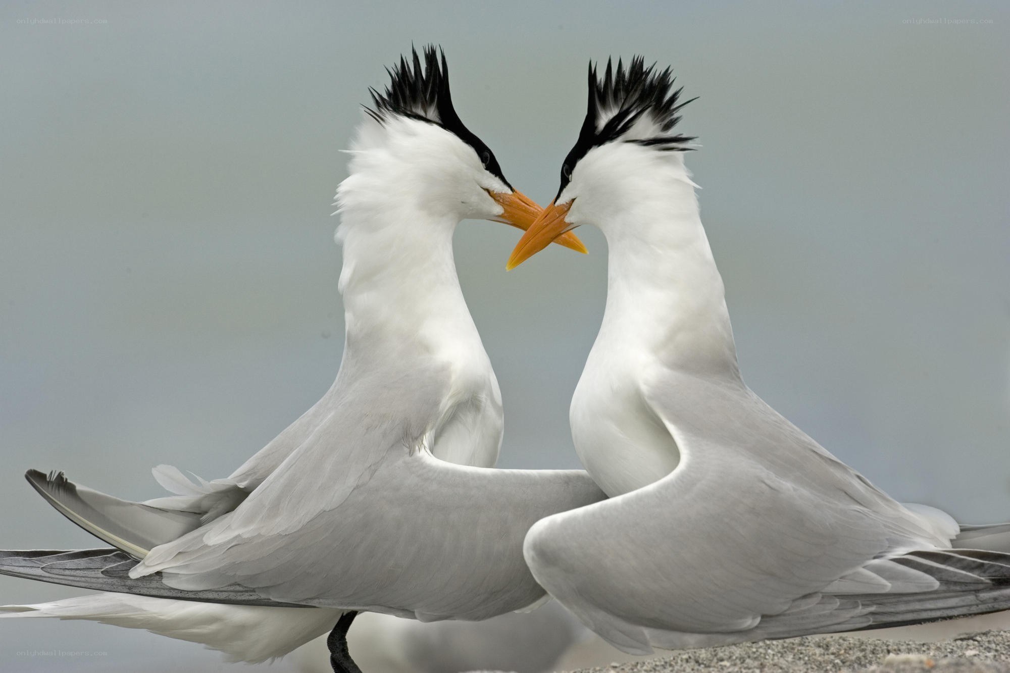 Two birds in a courtship display