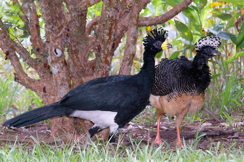 Two birds in a forest